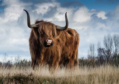 bull brown cloud blue sky