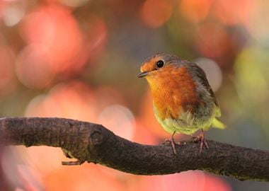 orange tree bird