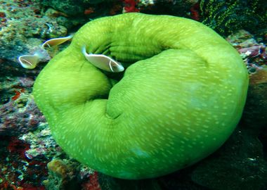 aquarium fish