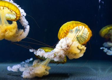 yellow jellyfish