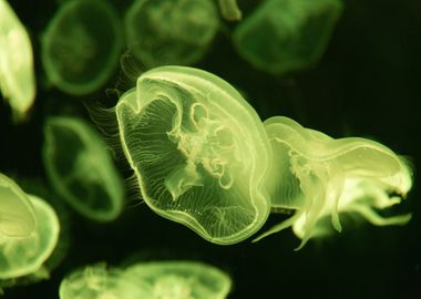 jellyfish green