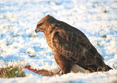 snow bird brown