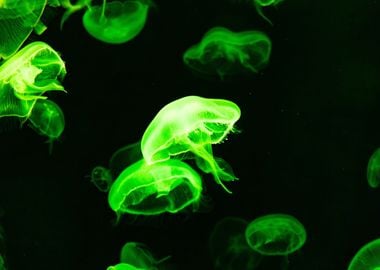 green jellyfish