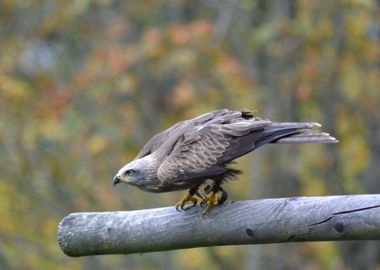 grey wood bird