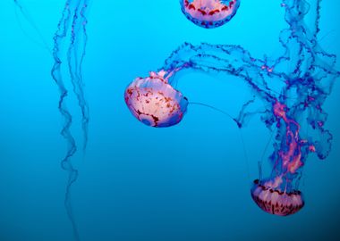 three jellyfish