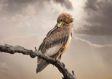 black cloud brown bird