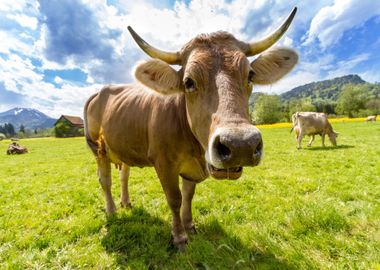 cow green grass cloud