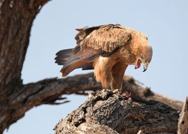 brown bird tree