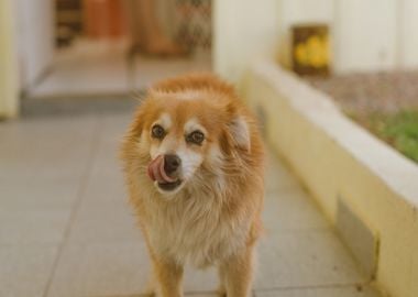 hallway dog orange