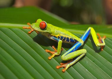 green red frog