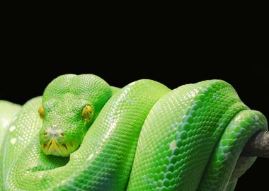 snake green