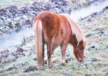 orange horse water