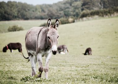 grey horse