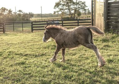 white foal