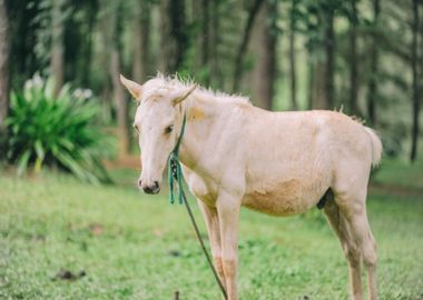 white grass horse