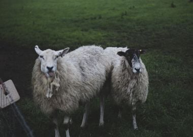 sheep grass white