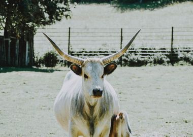 white big horn buffalo