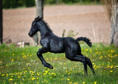 leaves black horse