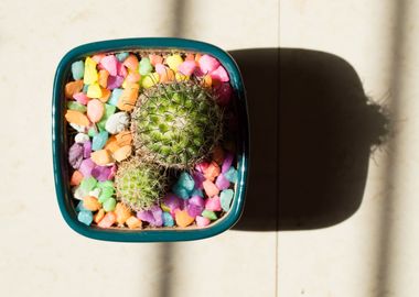 Succulents and cactii 5