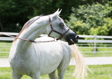 white horse grass