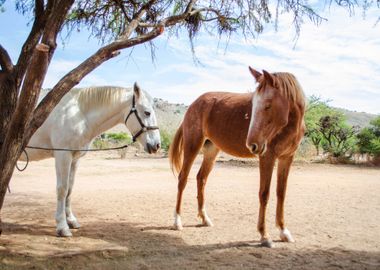 orange and white horse