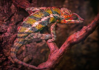 red chameleon