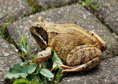 brown frog