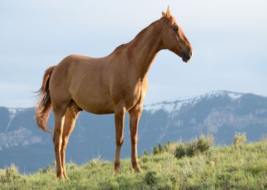 horse orange