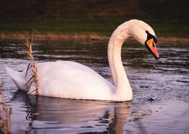 Friendly Swan