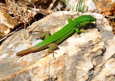 green desert