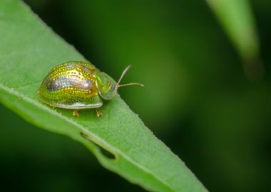 leaf green