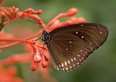 butterfly red flower