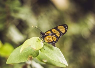 orange butterfly