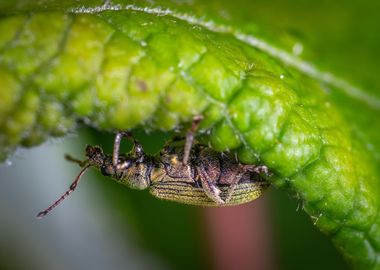 green leaves beetle