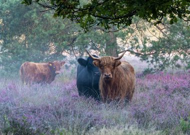 Heath Highlanders