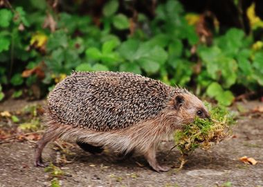 hedge hog brown