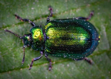 jewel beetle green