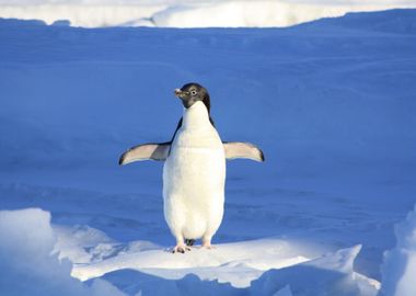 penguin snow