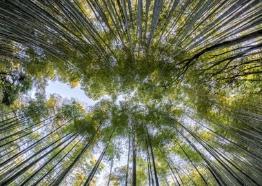 In the heart of bamboo