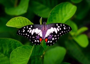 butterfly green leaves