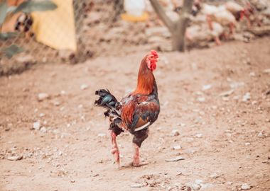 walking rooster