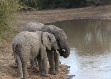 two grey elephant