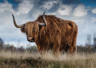 horn buffalo brown