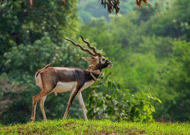 brown horn deer