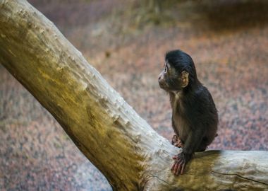 baby monkey tree