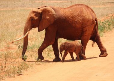 two elephant orange