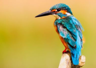 peacock bird