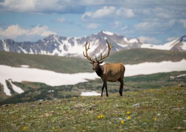 horn mountain deer