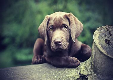 Labradors Pet Love