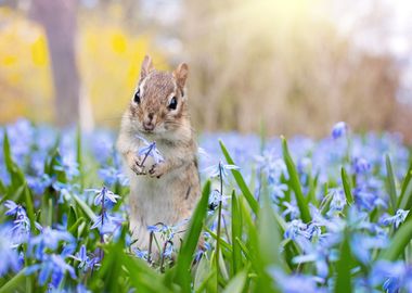 flower blue ANImal